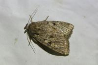 Fissipunctia ypsillon
