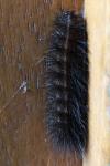 Spilosoma lubricipeda