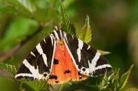 Euplagia quadripunctaria