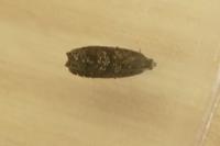 Grapholita molesta