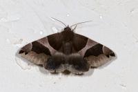Dysgonia algira