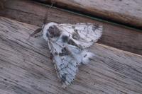 Furcula bicuspis