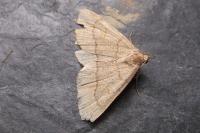 Paracolax tristalis