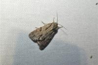 Acronicta psi/tridens