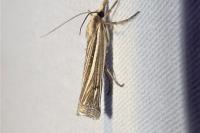 Ancylolomia tentaculella