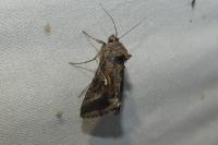 Autographa gamma