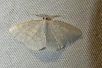 Cabera exanthemata