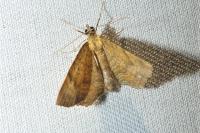 Camptogramma bilineata