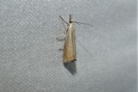 Chrysoteuchia culmella