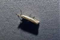 Crambus pascuella