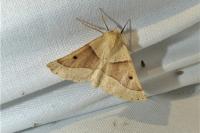 Crocallis elinguaria