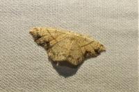 Cyclophora punctaria