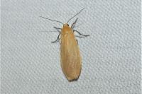 Wittia sororcula
