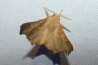 Ennomos fuscantaria
