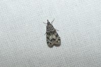 Eudonia mercurella