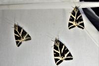 Euplagia quadripunctaria