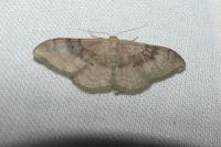 Idaea degeneraria