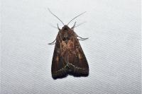 Lacanobia oleracea