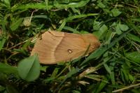 Lasiocampa quercus