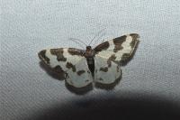 Lomaspilis marginata