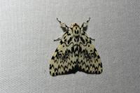 Lymantria monacha