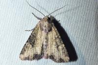 Mesapamea secalella/secalis