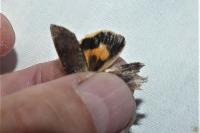 Noctua janthe