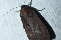 Noctua pronuba