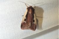 Ochropleura plecta