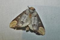 Phalera bucephala