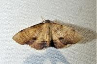 Plagodis dolabraria