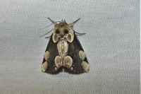 Thyatira batis
