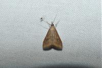 Udea ferrugalis