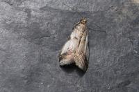 Acrobasis fallouella