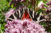 Euplagia quadripunctaria