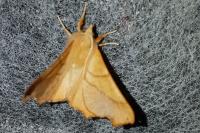Ennomos fuscantaria