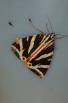 Euplagia quadripunctaria