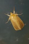 Mythimna pallens