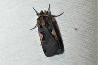Xestia c-nigrum