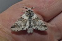 Furcula furcula