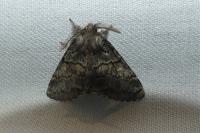 Gluphisia crenata