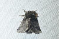 Thaumetopoea processionea