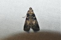 Euzophera pinguis