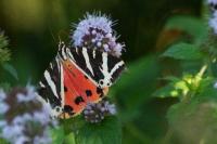 Euplagia quadripunctaria