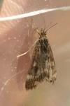 Loxostege sticticalis