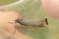 Chrysoteuchia culmella