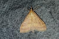 Ostrinia nubilalis/scapulalis