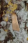 Mythimna pallens
