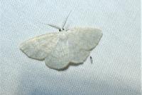 Cabera exanthemata