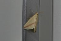 Rhodometra sacraria